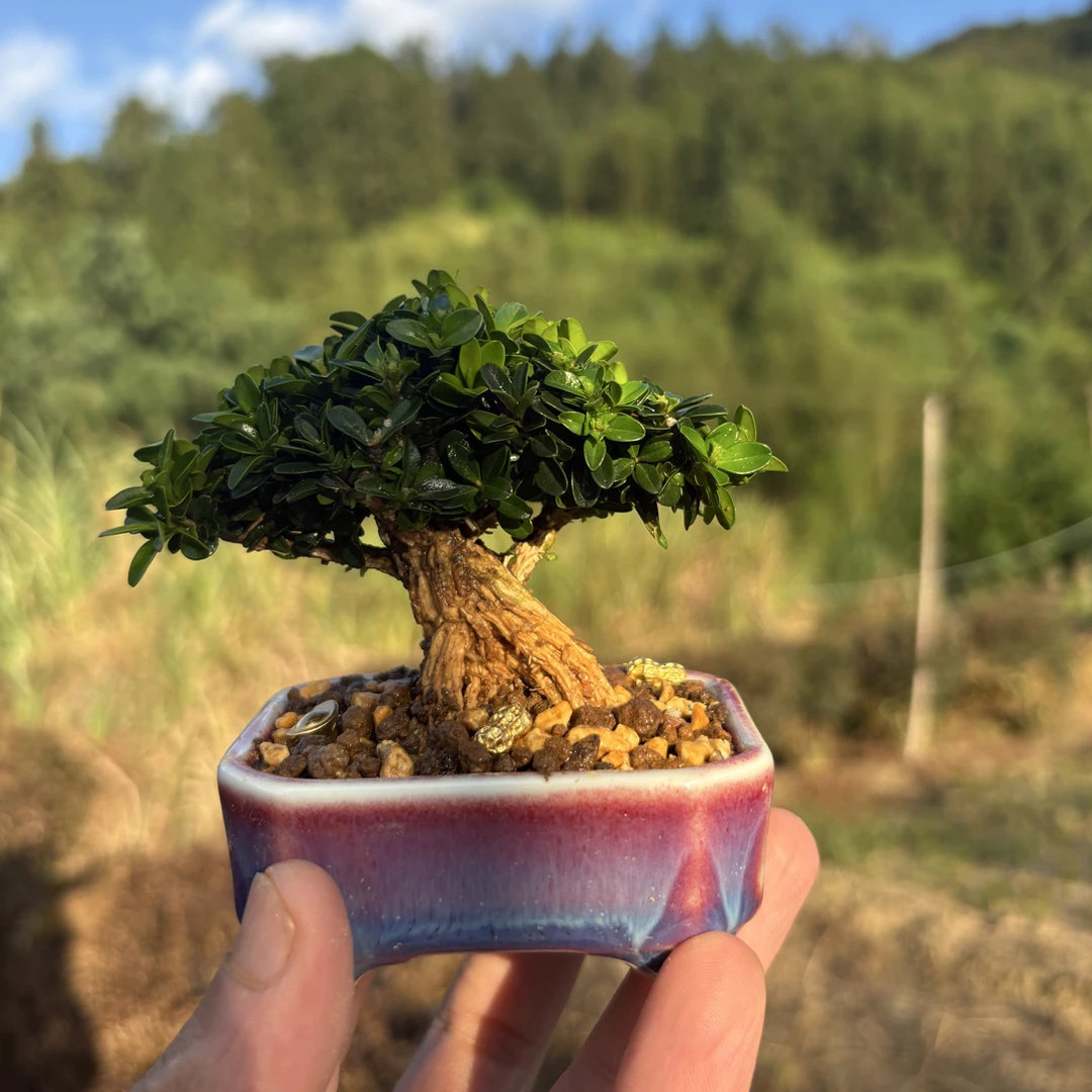 黄杨中的贵族黄金叶黄杨