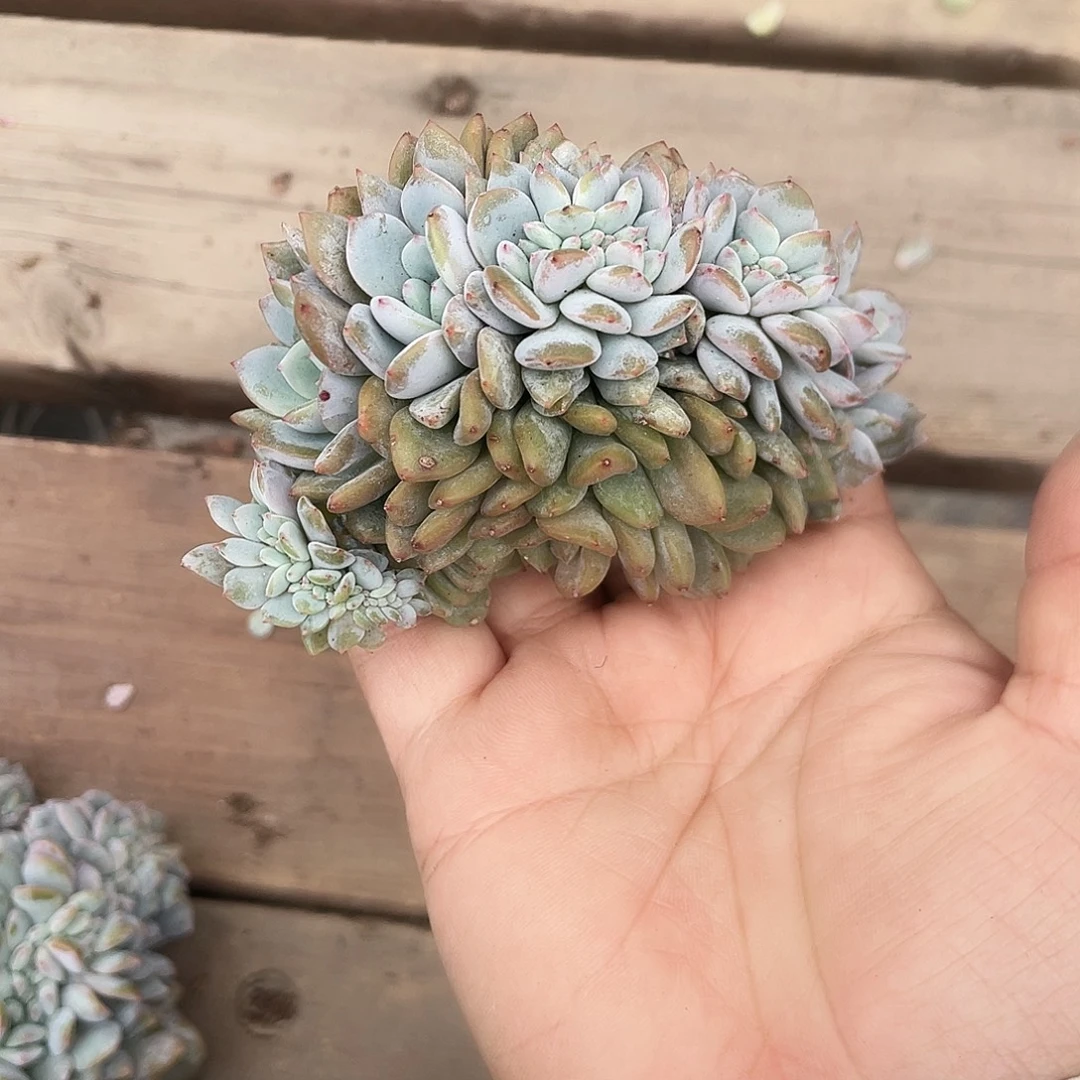 石榴子星影缀化实生102