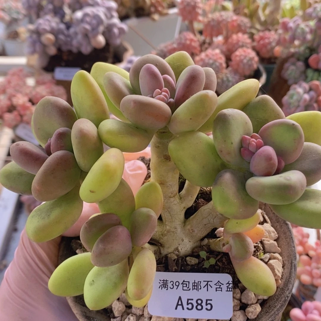 芒果奶13cm585多肉植物