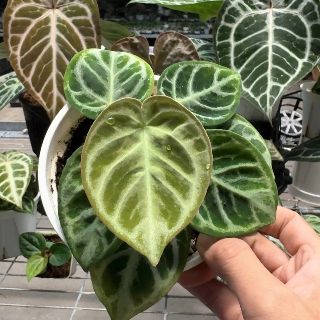 不开花植物特价印尼铜锣烧