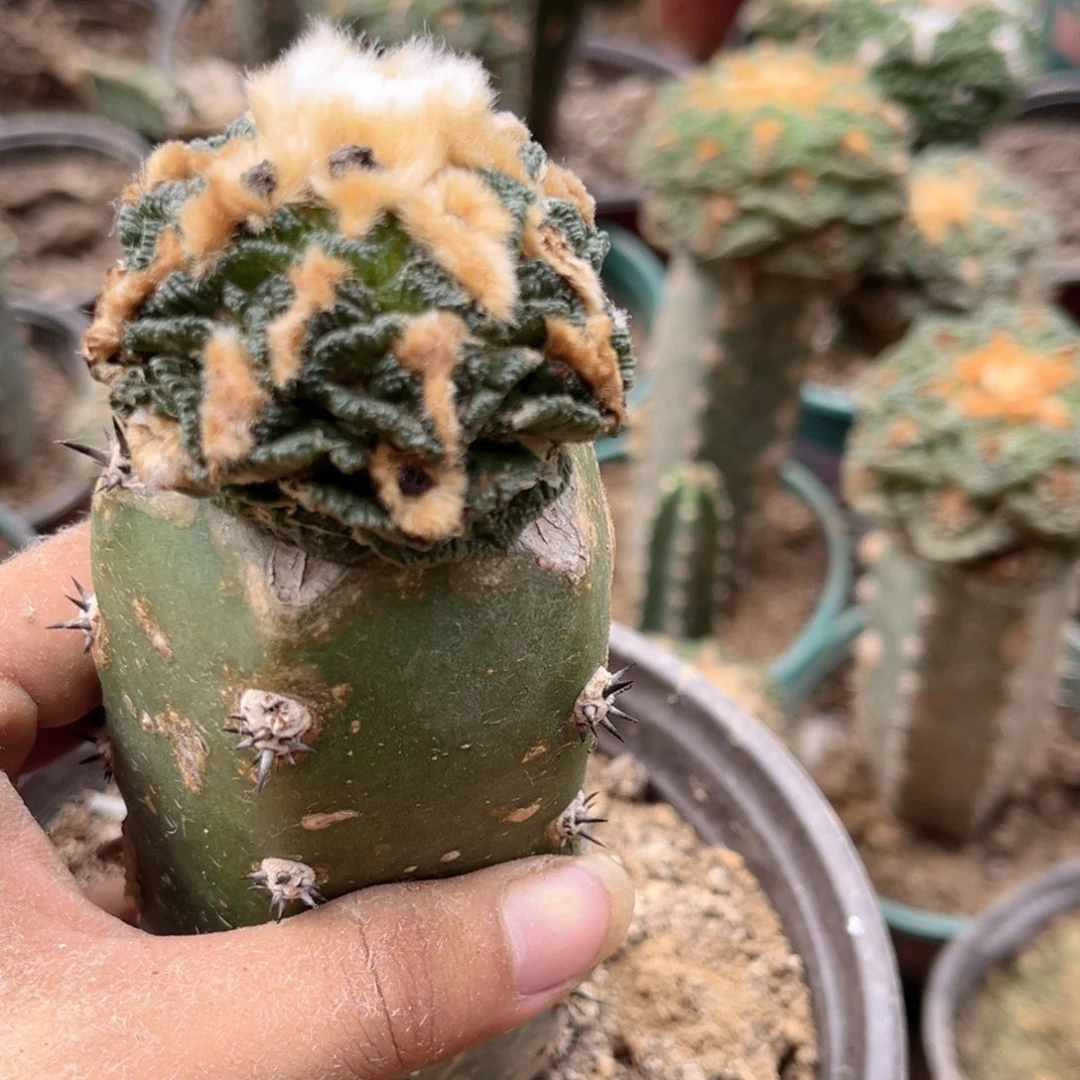 黑刺苗接辛顿牡丹