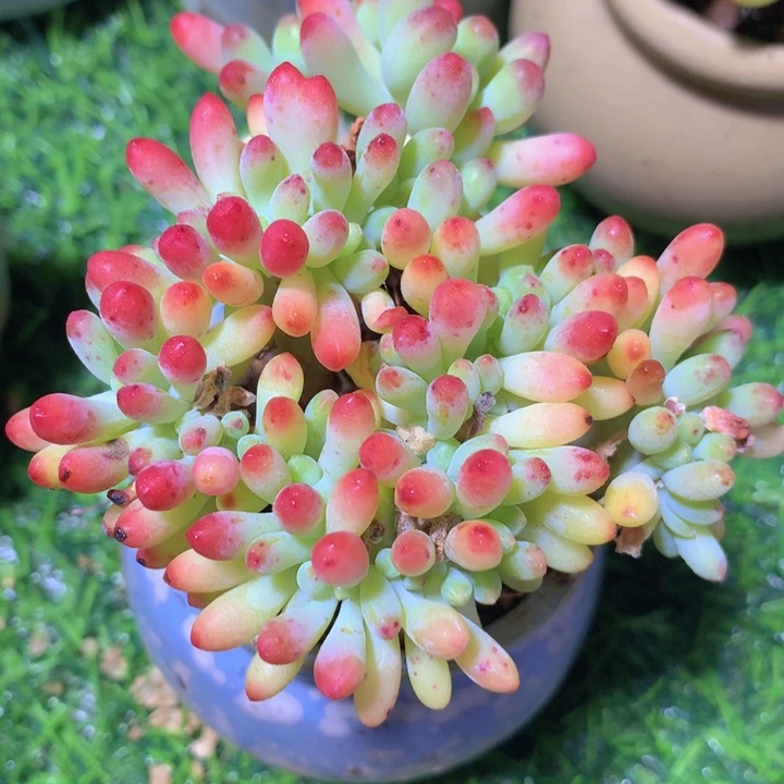 乙女心缀  带盆