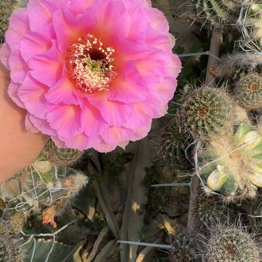 230彩草国色歪无根侧牙4公分左右，20包邮