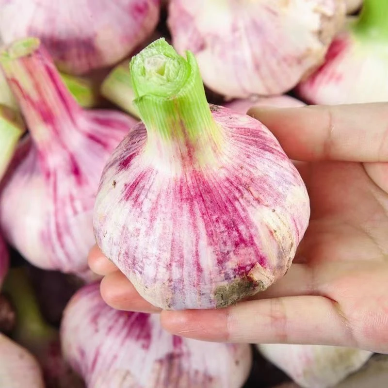 5斤【今年头茬】新鲜湿蒜河南杞县大蒜白紫皮蒜头产地现挖现发3斤