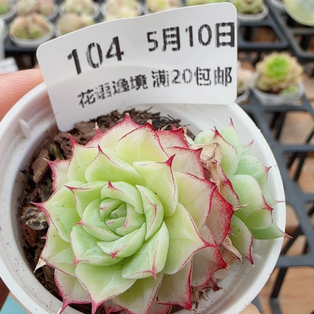 花语逸镜0510-104