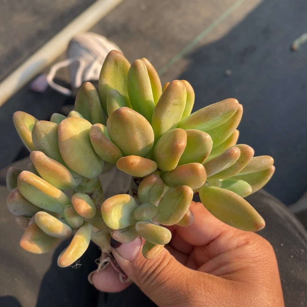 八头芒果奶群生无砍58