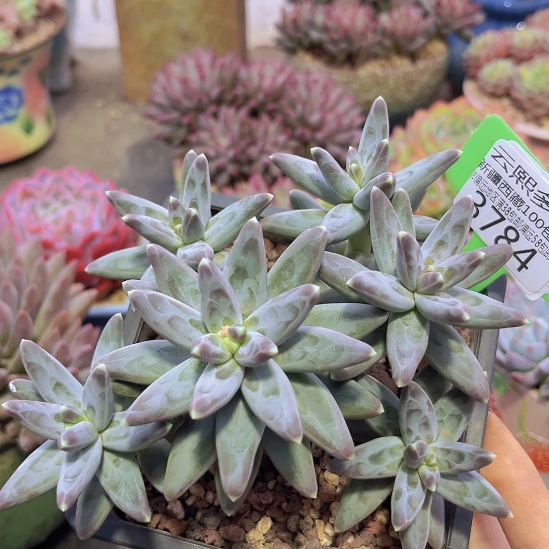 3784凤羽多肉植物