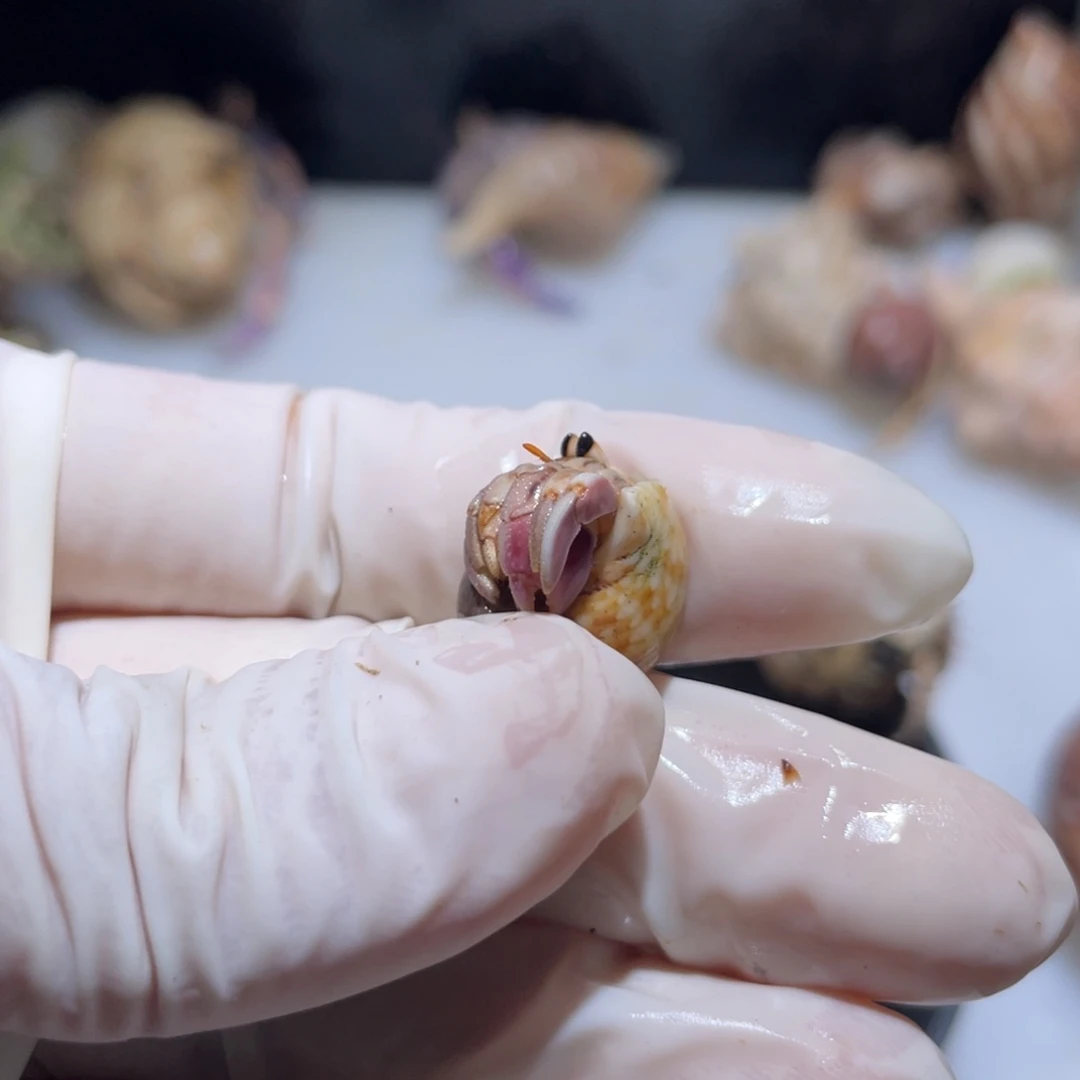 G10 然宝专拍紫陆0.9口