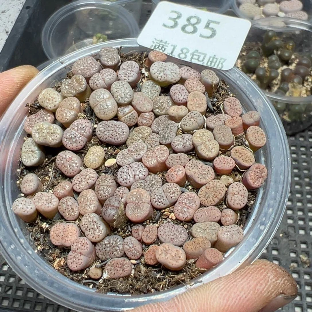 【闪购商品】 385。