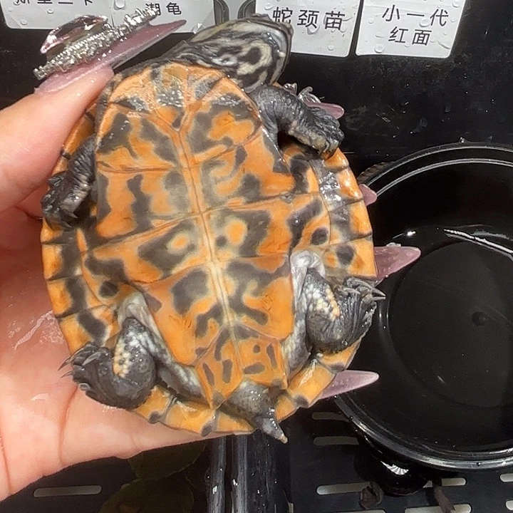 不分公母宠物龟用****7花面