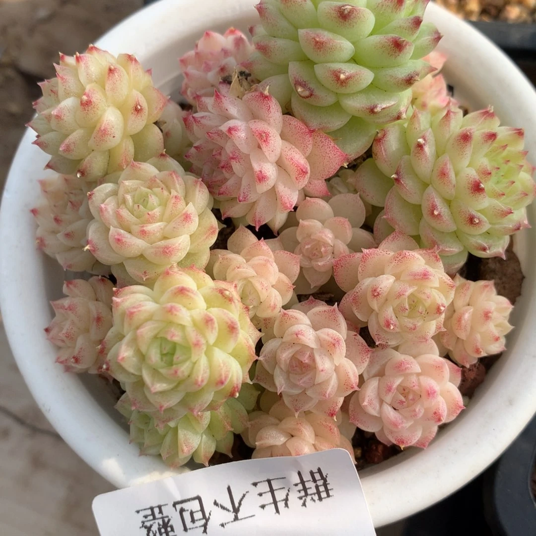 0204-57 麦杆优选