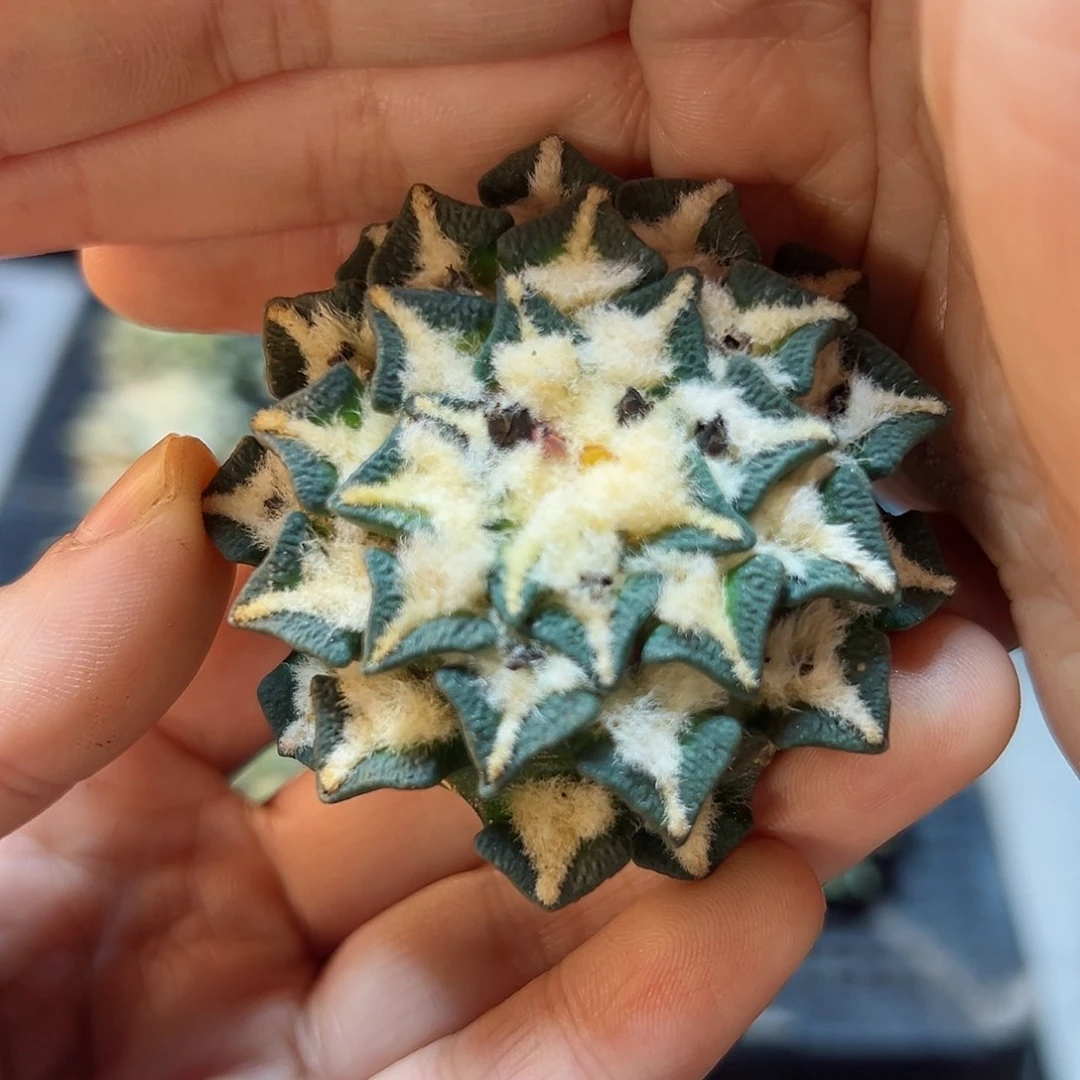 苗接无根大肚子黑牡丹5公分