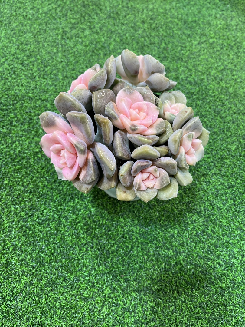 百荟多肉  紫乐锦  多肉盆栽 带盆带土发货