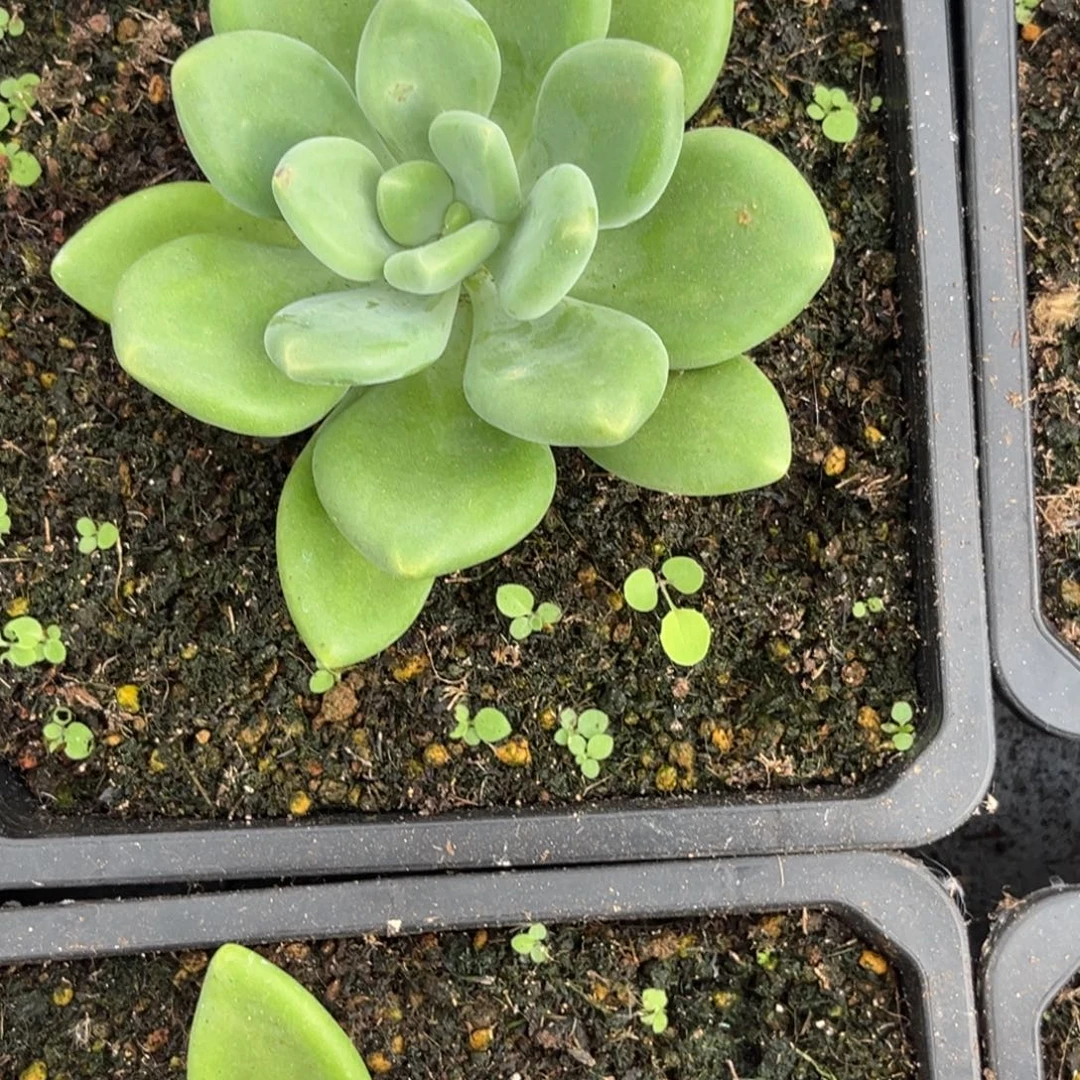x系多肉植物植物809
