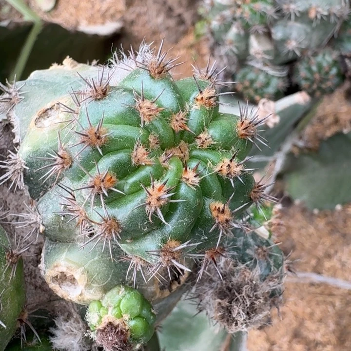 236丽花极光歪3公分左右无根侧牙，20包邮