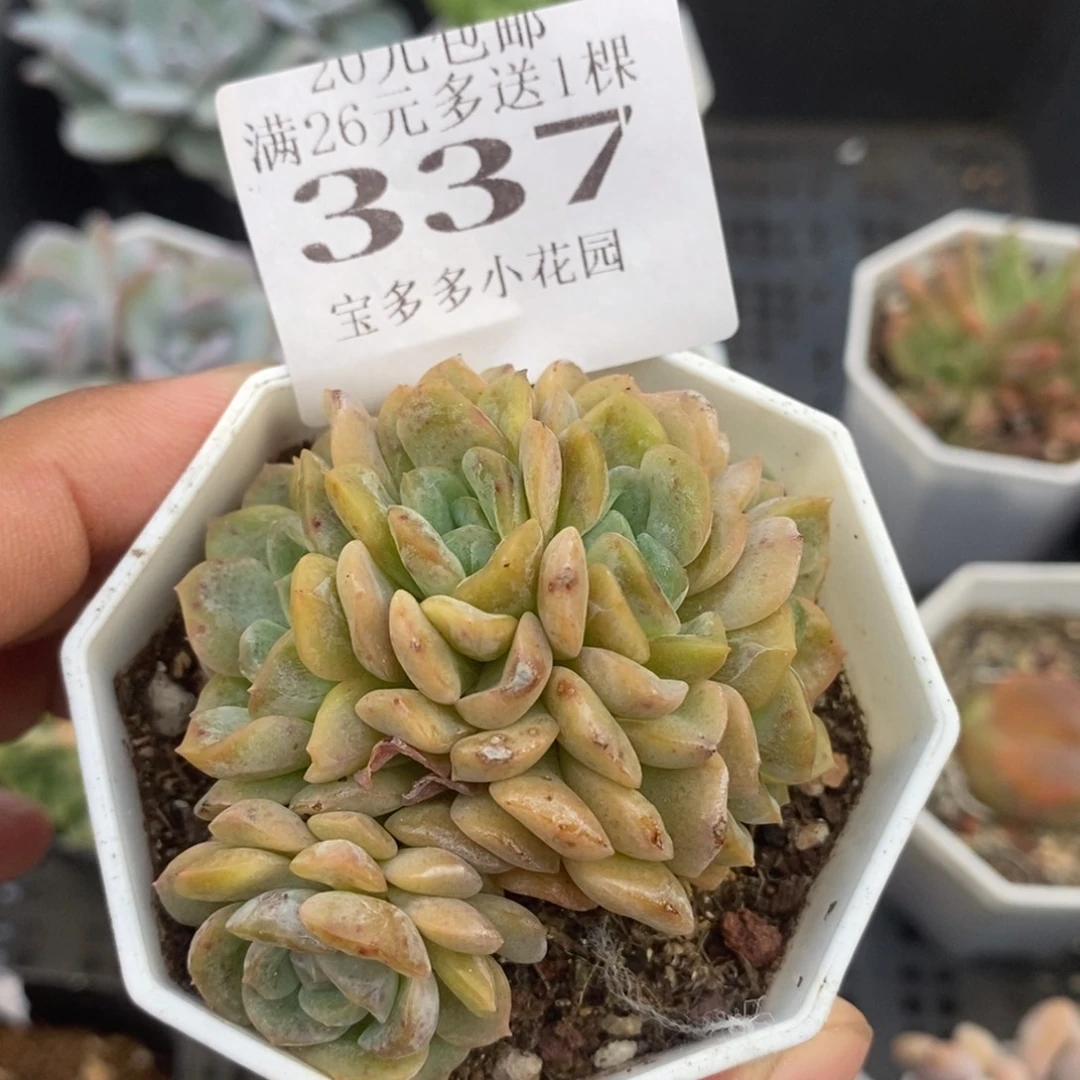 落日融晶五头朵朵缀一物一拍满20包邮满26送一颗多肉