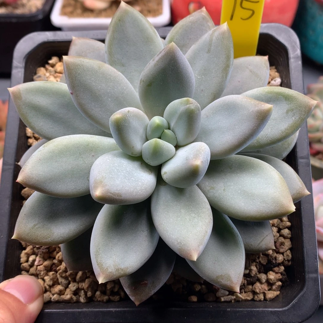 我们家的小宝贝们