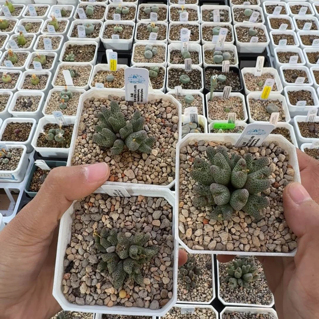 赵*芬1611 2盆 1799 1盆 斑马11-25-L30