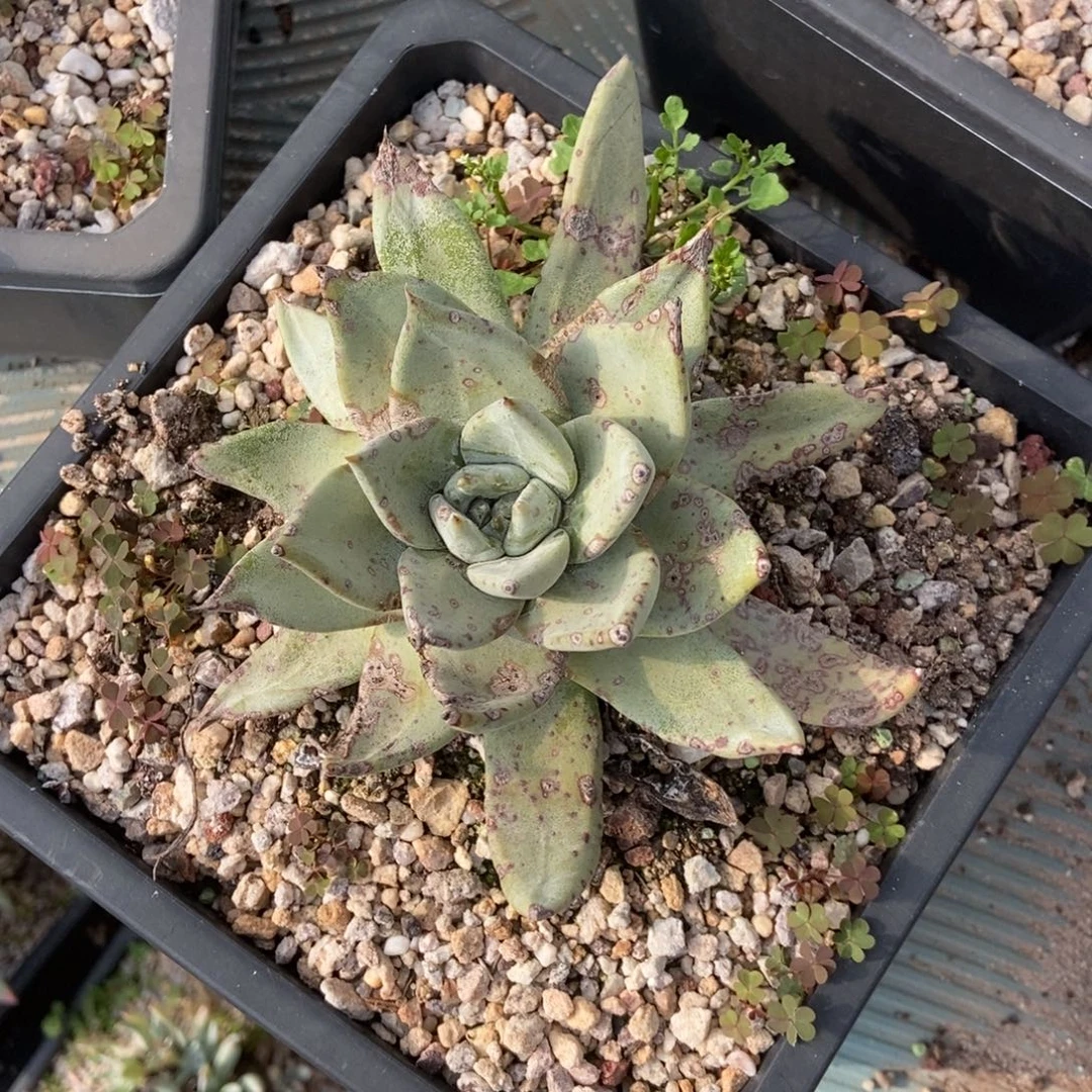 帕翠莎多肉植物啦啦啦