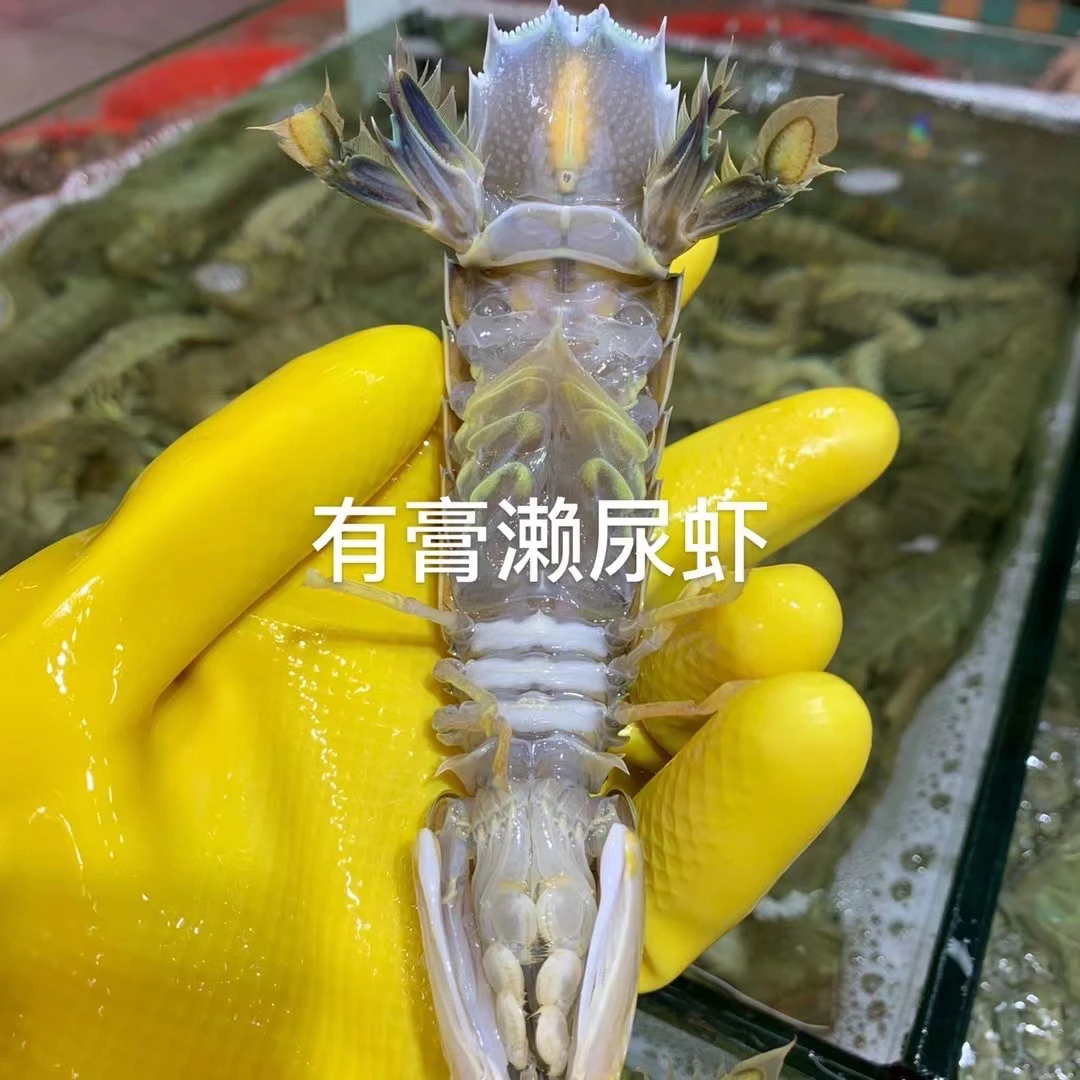 德玲姊妹海鲜-有糕濑尿虾500g