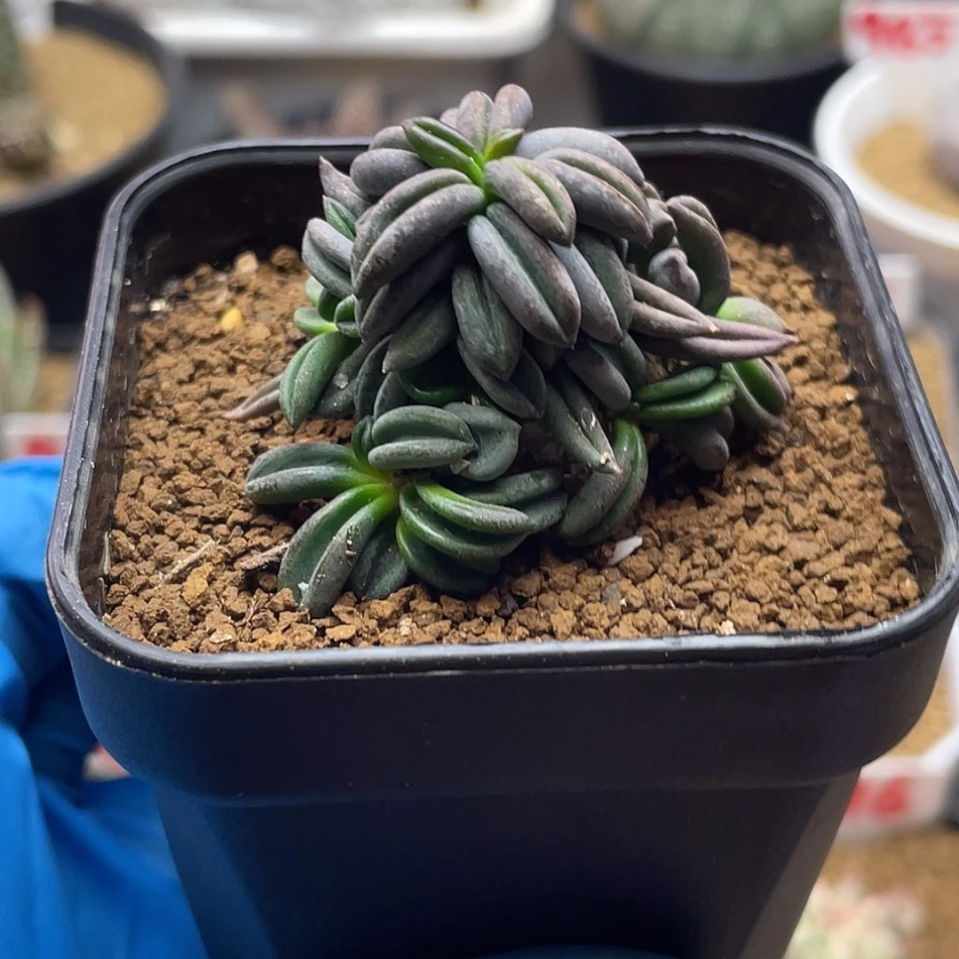 实生丸叶聚叶雀舌麒麟