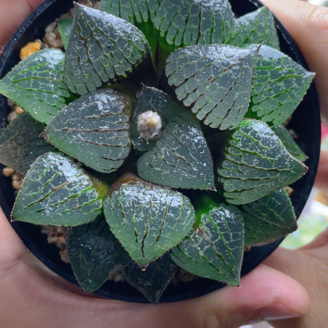 24.十二卷香瓜岛寿。