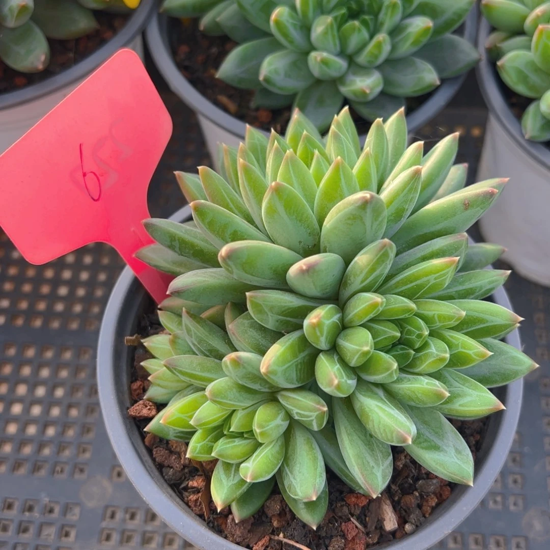 冷**知福利来了来了来了来