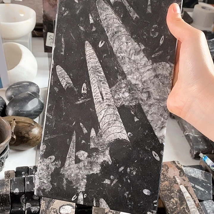 黄***生角石化石茶盘干泡台