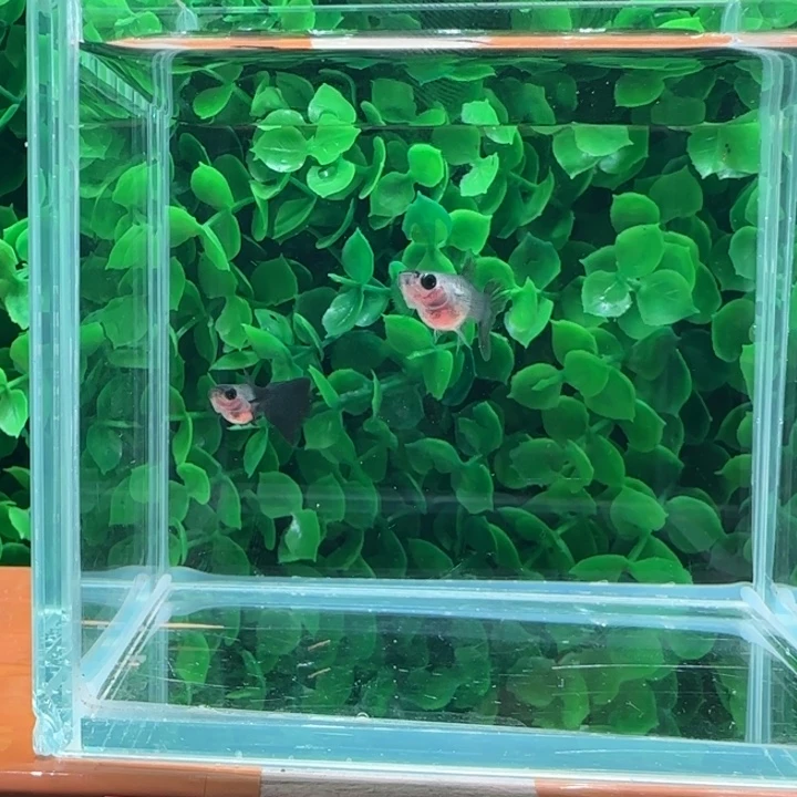 孔雀鱼22蓝礼服玻璃猫一对