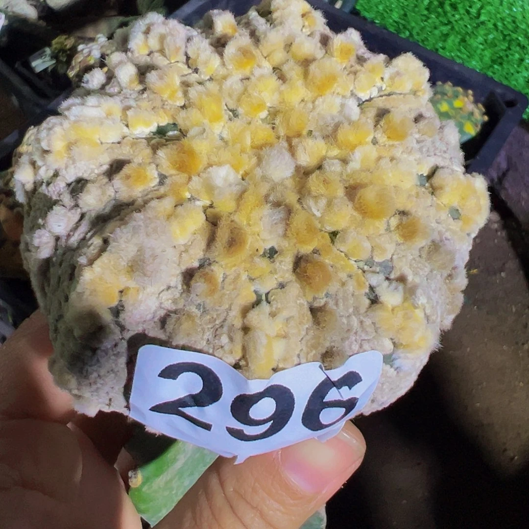 无花朵福利浓白花园超兜296