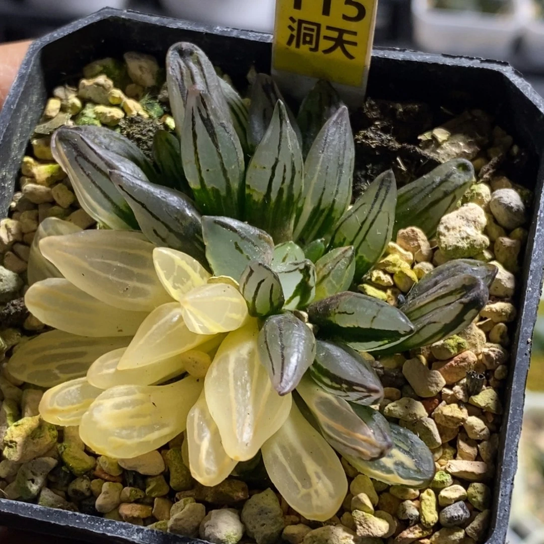 115号西瓜锦多肉多