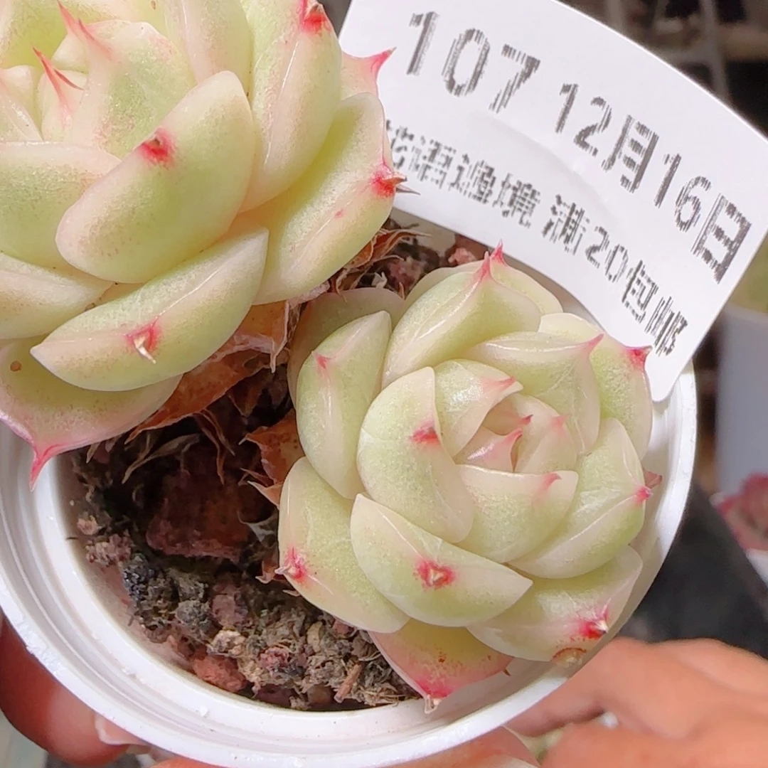 花语多肉1216-107散