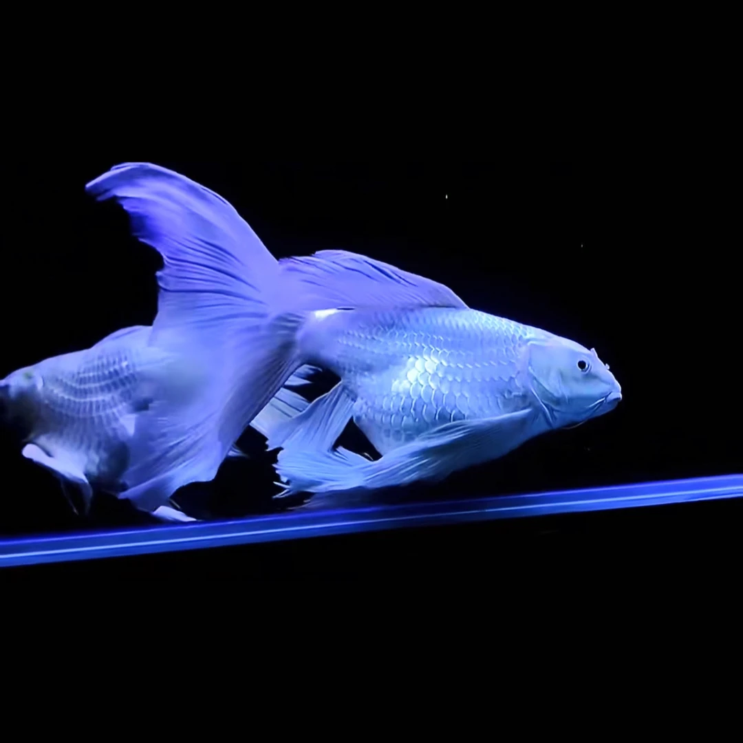 蝴蝶鲤短身大尾巴球体蝴蝶鲤活体观赏鱼淡水冷水鱼