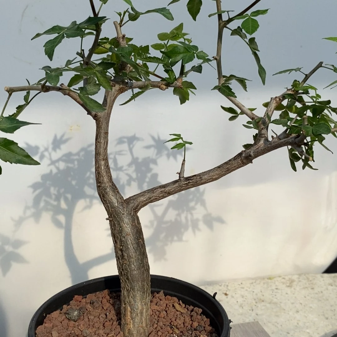 双子星（芳香裂榄）实生带盆