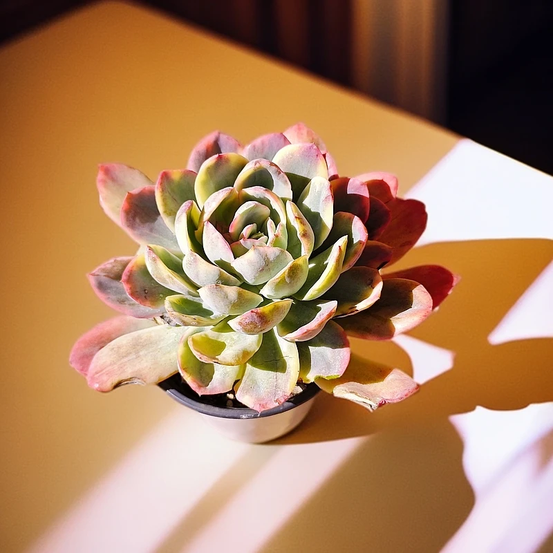 绮罗锦140#云大B2棚白月光多肉新手好看好养一单包邮