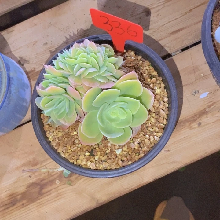 ****❀这个点睡起来都会梦