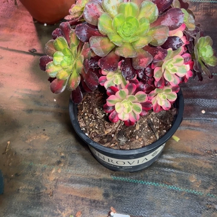 美杜莎阴阳有伤239多肉法师一物一拍