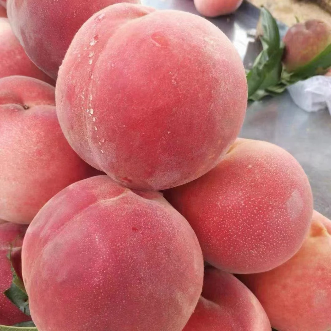 【六妈推荐】艳红桃 香甜多汁甜脆新鲜采摘 1件4.8斤起辽宁发货