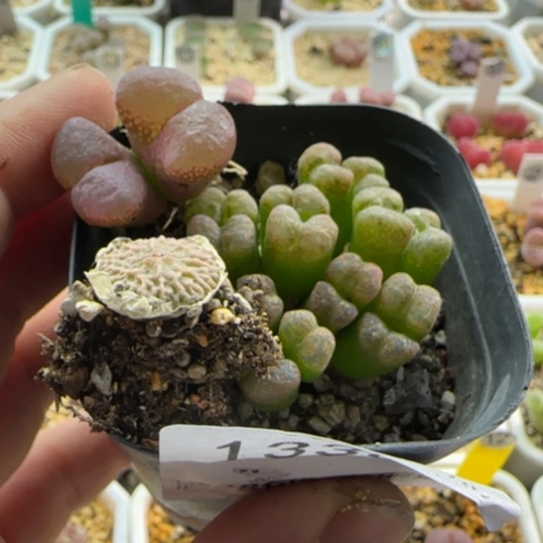 【闪购商品】兜*米13367