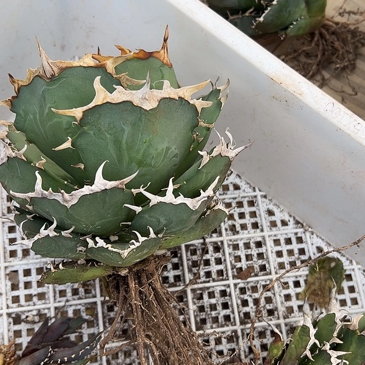 水***色龙舌兰多肉植物多肉