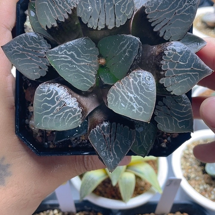 8.十二卷火凤凰克母本。