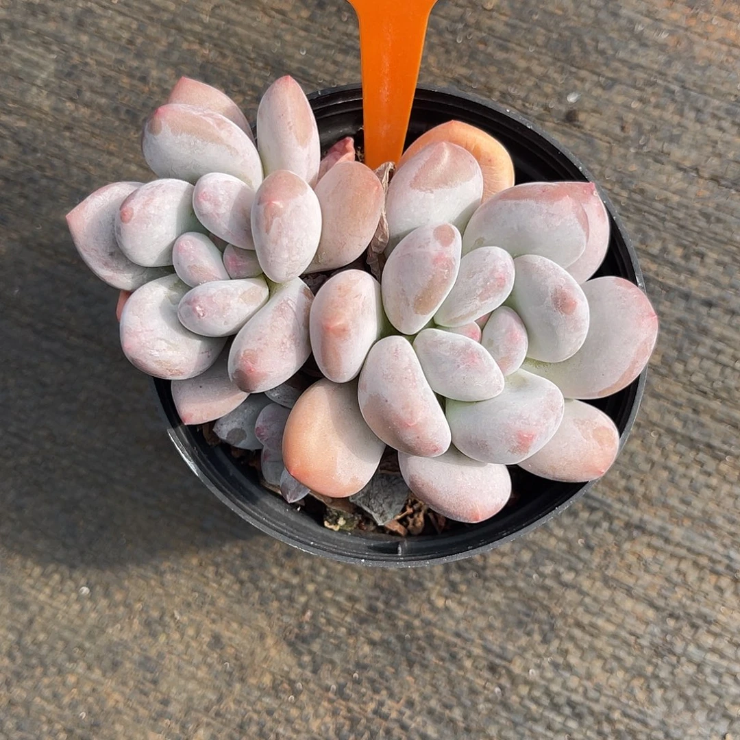 云尘多肉一物一拍 822,