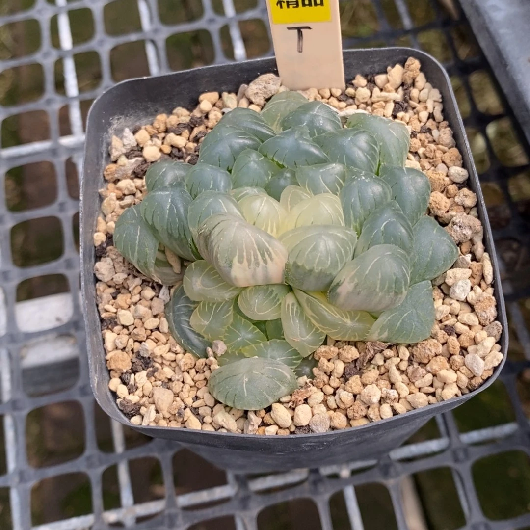 366号实生玉露锦湖水