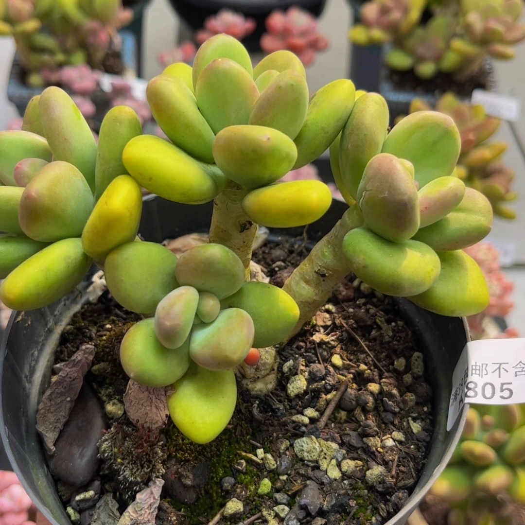 805芒果奶10cm多肉植物
