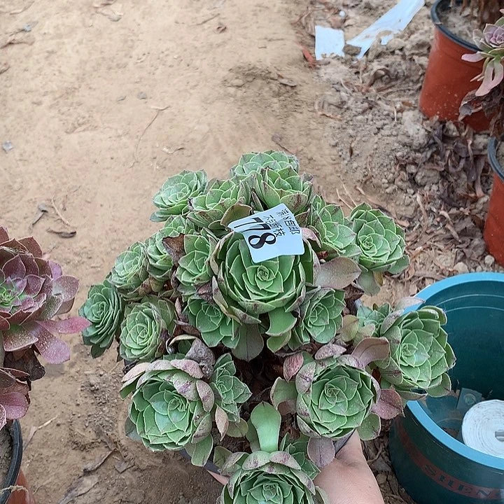 778万拉丝手捧1号棚