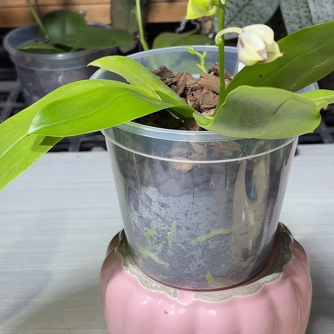 蝴***子大部分花苞少量开放叶瑕YC41