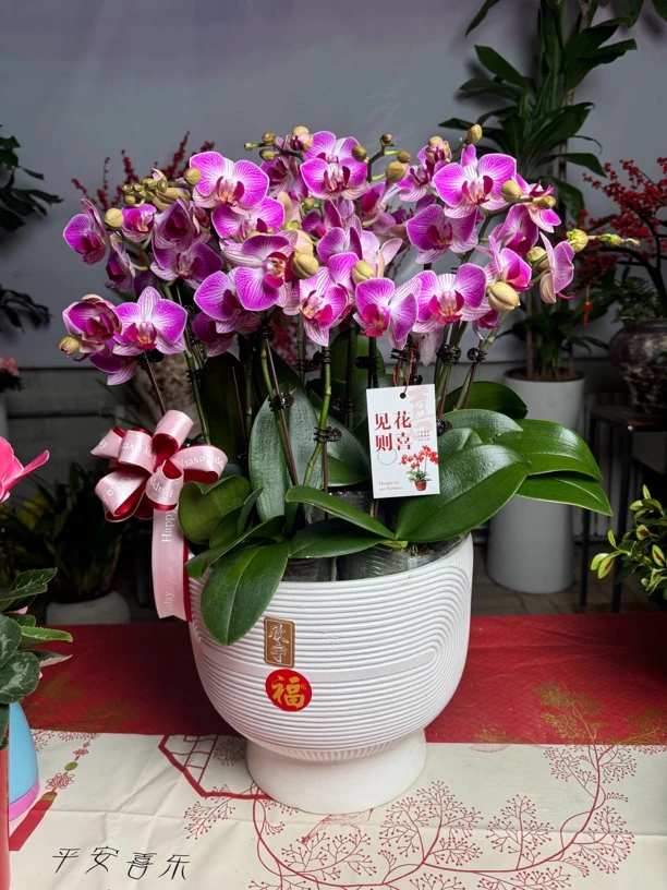 西安花店蝴蝶兰带花苞花蕾室内客厅送礼年宵花卉同城派送