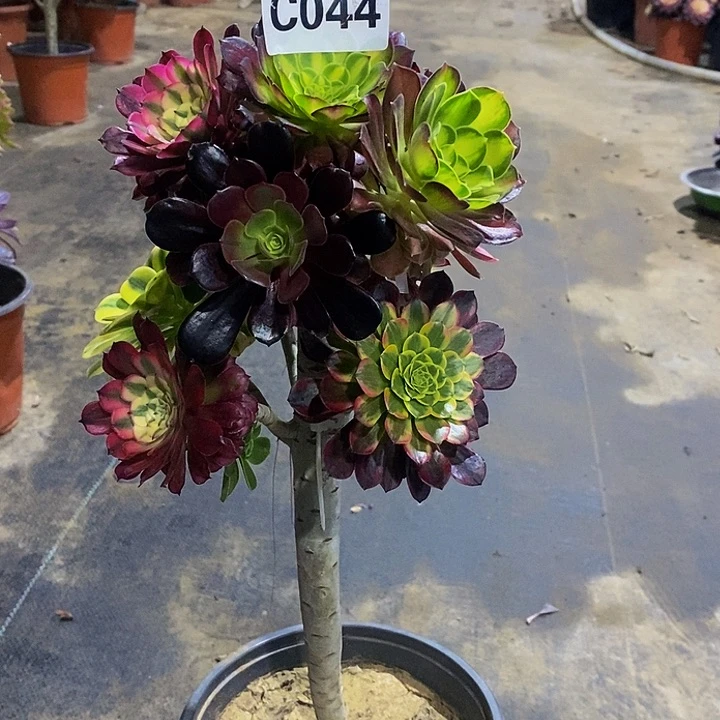 多肉植物法师嫁接044