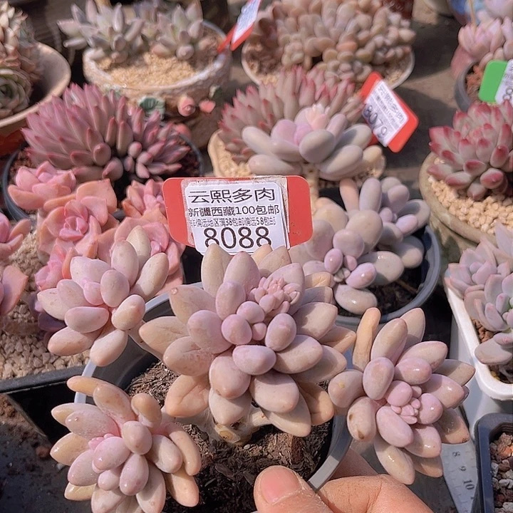 8088粉色恋人。