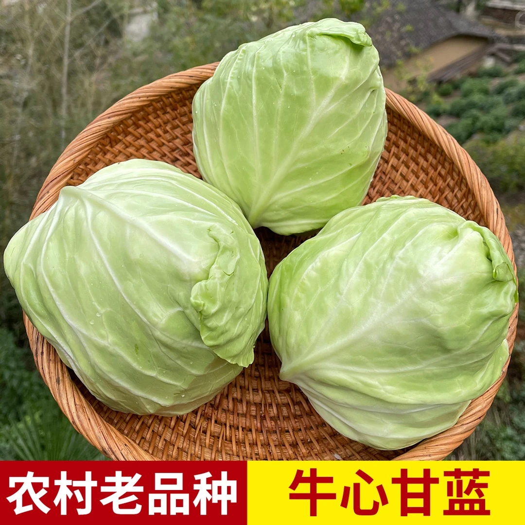 农家蔬菜卷心菜新鲜牛心包菜新鲜自种卷心菜甘蓝自产自销